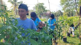 PKK Singkep Barat Panen Cabai Rawit Capai 24 Kilogram (Foto : Ist)