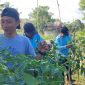 PKK Singkep Barat Panen Cabai Rawit Capai 24 Kilogram (Foto : Ist)