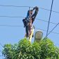 Petugas PLN ULP Karimun saat melakukan perbaikan jaringan listrik | Foto: Nichita