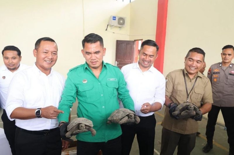10 Ekor Kura-kura, satwa dilindungi akan diselundupkan ke Negara Singapura dan Malaysia melalui J&T Cargo di Batam | Foto: Dian