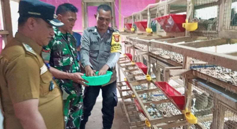 Bhabinkamtibmas Desa Tanjung Harapan, Bripka Doni Firmansyah saat ikut memanen Burung Puyuh | Foto: Wandy