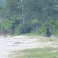 Tiga Satuan Elit TNI AL Gelar Latihan Operasi Dukungan Pasukan Khusus di Pantai Todak (Foto : Zonamu/Arnel)