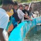 Pokdakan Tuah Bersatu menerima pelatihan pemeliharaan dan pemijahan ikan oleh PT Timah Tbk yang berkolaborasi dengan BPBPL Batam | Foto: Zonamu/Humas PT Timah