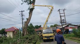 PT Timah tebang pohon berisiko bersama PLN, untuk mencegah kecelakaan | Foto: Zonamu/Humas PT Timah