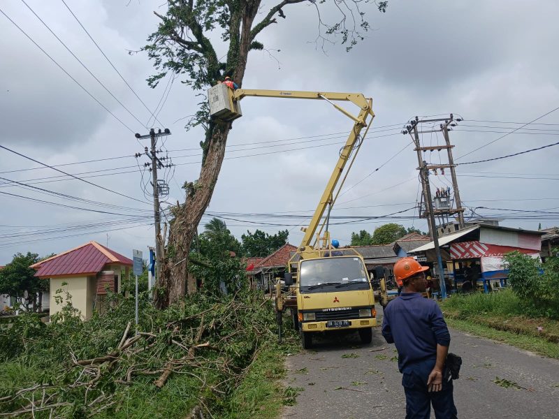 PT Timah tebang pohon berisiko bersama PLN, untuk mencegah kecelakaan | Foto: Zonamu/Humas PT Timah