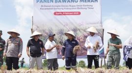 PT Timah bersama kelompok tani “Bina Tani Belitung Timur” menggelar Panen Raya Bawang Merah di Dusun Gangse Desa Gantung Belitung Timur | Foto: Zonamu/Humas PT Timah