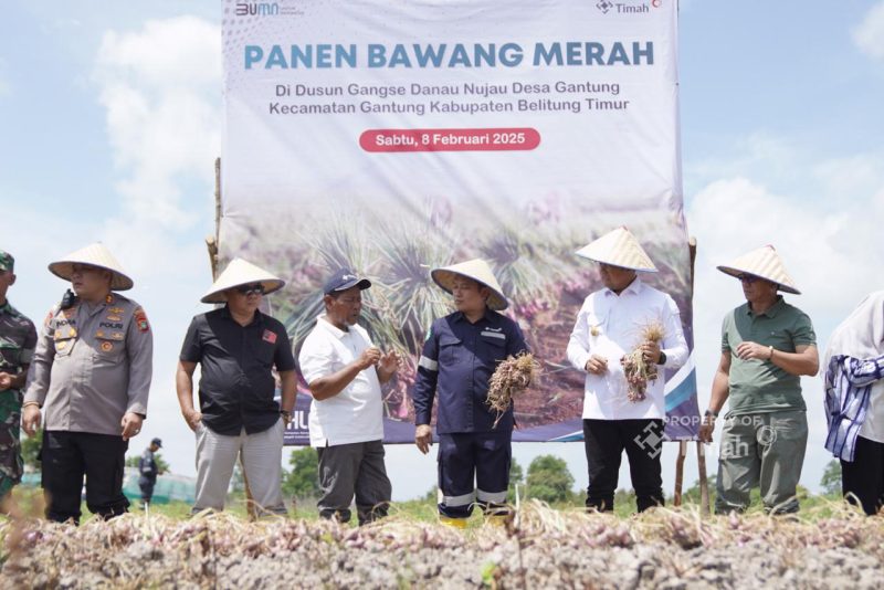 PT Timah bersama kelompok tani “Bina Tani Belitung Timur” menggelar Panen Raya Bawang Merah di Dusun Gangse Desa Gantung Belitung Timur | Foto: Zonamu/Humas PT Timah