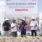 PT Timah bersama kelompok tani “Bina Tani Belitung Timur” menggelar Panen Raya Bawang Merah di Dusun Gangse Desa Gantung Belitung Timur | Foto: Zonamu/Humas PT Timah