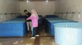 Potrer Balai Benih Ikan di Desa Kote | Foto : Zonamu/David