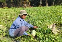 Johari Petani Semangka saat sedang memanen | foto : Zonamu/Yuda