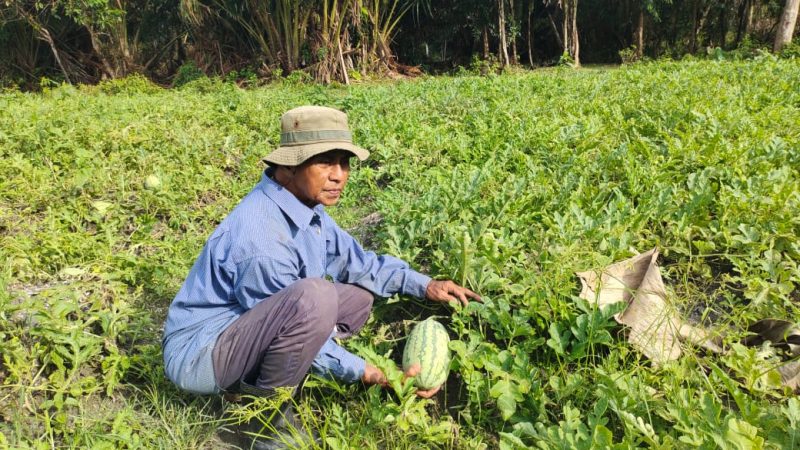 Johari Petani Semangka saat sedang memanen | foto : Zonamu/Yuda