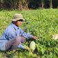 Johari Petani Semangka saat sedang memanen | foto : Zonamu/Yuda