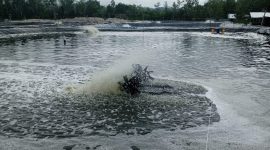 Potret Tambak Udang Vaname di Kabupaten Lingga | Foto : Zonamu/Wandi