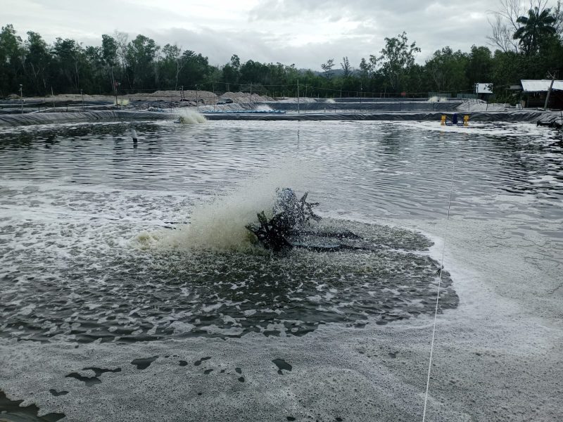 Potret Tambak Udang Vaname di Kabupaten Lingga | Foto : Zonamu/Wandi
