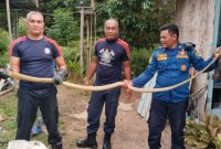 Teror di Rumah Warga, Ular Kobra 2,5 Meter Dievakuasi Damkar Lingga | Foto : Zonamu/Damkar Lingga