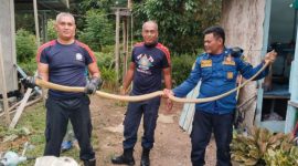 Teror di Rumah Warga, Ular Kobra 2,5 Meter Dievakuasi Damkar Lingga | Foto : Zonamu/Damkar Lingga