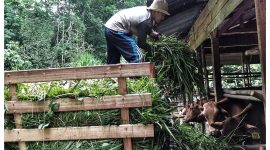 Peternak Sapi di Dabo Singkep | Foto : Zonamu/Imam
