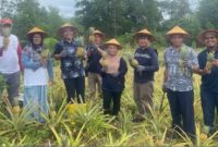 Kelompok Tani Air Jelutung Desa Badau Sulap Lahan Bekas Tambang Jadi Kebun Nanas | Foto: Zonamu/Humas PT Timah