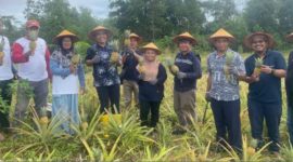Kelompok Tani Air Jelutung Desa Badau Sulap Lahan Bekas Tambang Jadi Kebun Nanas | Foto: Zonamu/Humas PT Timah