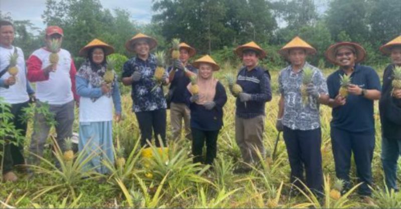 Kelompok Tani Air Jelutung Desa Badau Sulap Lahan Bekas Tambang Jadi Kebun Nanas | Foto: Zonamu/Humas PT Timah