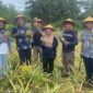 Kelompok Tani Air Jelutung Desa Badau Sulap Lahan Bekas Tambang Jadi Kebun Nanas | Foto: Zonamu/Humas PT Timah