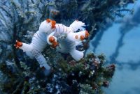 Penenggelaman Artificial Reef sebagai bentuk reklamasi laut yang dilakukan PT Timah untuk mendukung pelestarian lingkungan laut | Foto: Zonamu/Humas PT Timah