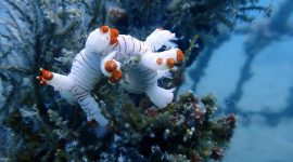 Penenggelaman Artificial Reef sebagai bentuk reklamasi laut yang dilakukan PT Timah untuk mendukung pelestarian lingkungan laut | Foto: Zonamu/Humas PT Timah