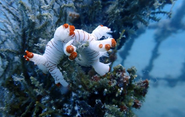 Penenggelaman Artificial Reef sebagai bentuk reklamasi laut yang dilakukan PT Timah untuk mendukung pelestarian lingkungan laut | Foto: Zonamu/Humas PT Timah