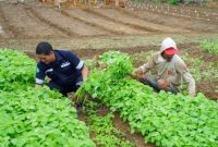 Dukung program pemerintah ciptakan ketahanan pangan, PT Timah susun langkah pengembangan sektor pertanian | Foto: Zonamu/Humas PT Timah