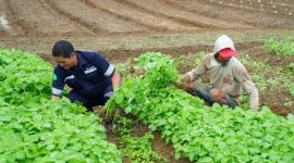 Dukung program pemerintah ciptakan ketahanan pangan, PT Timah susun langkah pengembangan sektor pertanian | Foto: Zonamu/Humas PT Timah