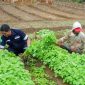 Dukung program pemerintah ciptakan ketahanan pangan, PT Timah susun langkah pengembangan sektor pertanian | Foto: Zonamu/Humas PT Timah