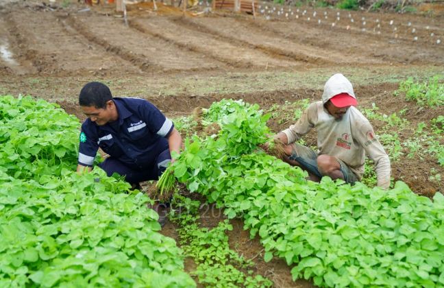 Dukung program pemerintah ciptakan ketahanan pangan, PT Timah susun langkah pengembangan sektor pertanian | Foto: Zonamu/Humas PT Timah