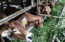 Sapi di Dabo Singkep | Foto : Zonamua/Imam