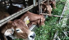 Sapi di Dabo Singkep | Foto : Zonamua/Imam