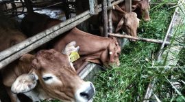 Sapi di Dabo Singkep | Foto : Zonamua/Imam