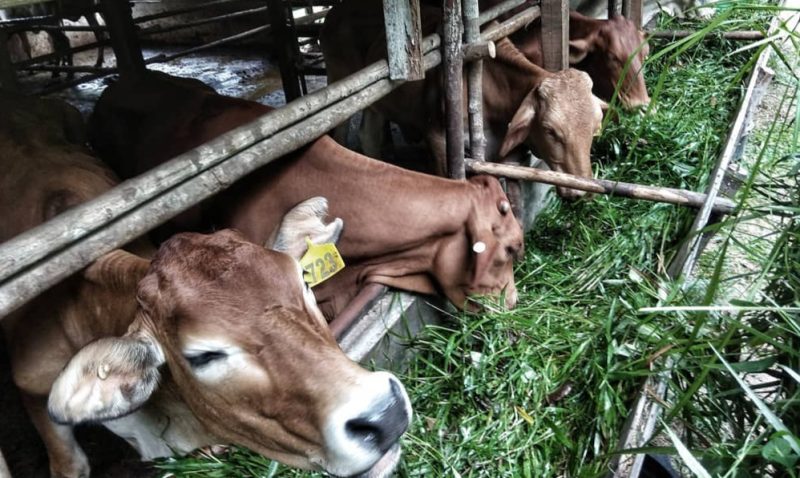 Sapi di Dabo Singkep | Foto : Zonamua/Imam