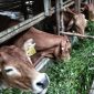 Sapi di Dabo Singkep | Foto : Zonamua/Imam