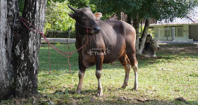 Salah satu hewan kurban yang akan disebarkan PT Timah pada Idul Adha 1446 Hijriah | Foto: Zonamu/Humas PT Timah