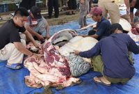 Proses pemotongan daging sapi milik Ketua DPRD Kepri | Foto : Zonamu/Wandi