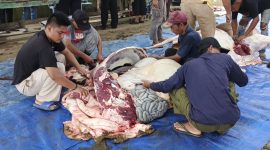 Proses pemotongan daging sapi milik Ketua DPRD Kepri | Foto : Zonamu/Wandi