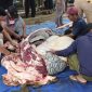 Proses pemotongan daging sapi milik Ketua DPRD Kepri | Foto : Zonamu/Wandi