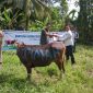 PT Timah menyerahkan hewan kurban untuk masyarakat di wilayah Kabupaten Kepulauan Meranti, Provinsi Riau | Foto: Zonamu/Humas PT Timah