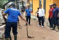 Damkar Lingga Evakuasi Ular Cincin Emas di Permukiman Bukit Kapitan | Foto : Zonamu/Damkar Singkep