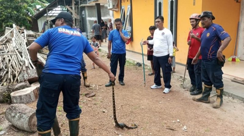 Damkar Lingga Evakuasi Ular Cincin Emas di Permukiman Bukit Kapitan | Foto : Zonamu/Damkar Singkep
