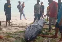 Paus terdampar di pulau lalang | Foto : Zonamu/Warga
