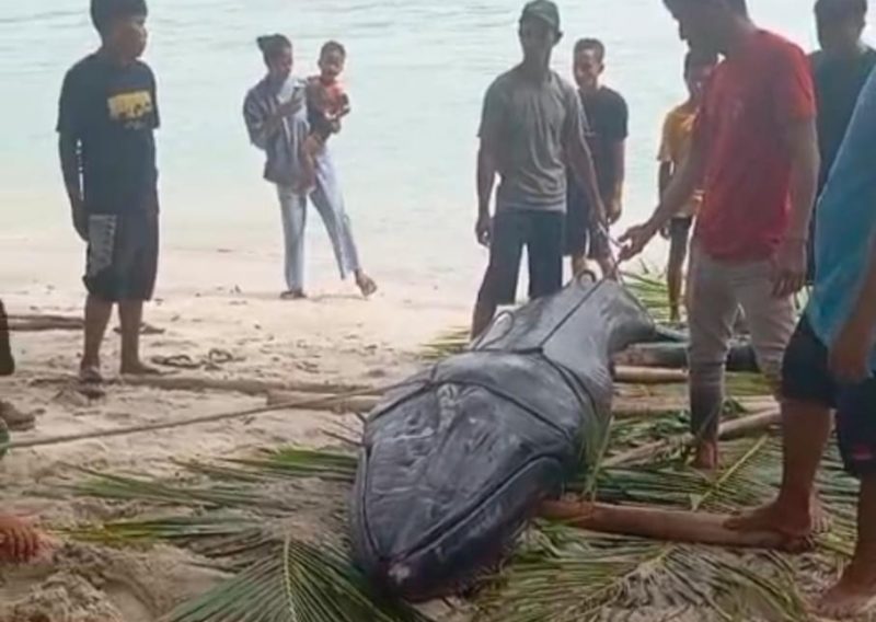 Paus terdampar di pulau lalang | Foto : Zonamu/Warga