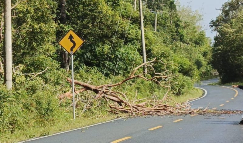 Pohon Tumbang Timpa Kabel PLN di Singkep Pesisir | Foto : Zonamu/Wandi