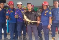 Damkar Dabo Singke saat evakuasi biawak masuk rumah warga | Foto : Zonamu/Humas Damkar
