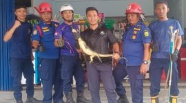 Damkar Dabo Singke saat evakuasi biawak masuk rumah warga | Foto : Zonamu/Humas Damkar