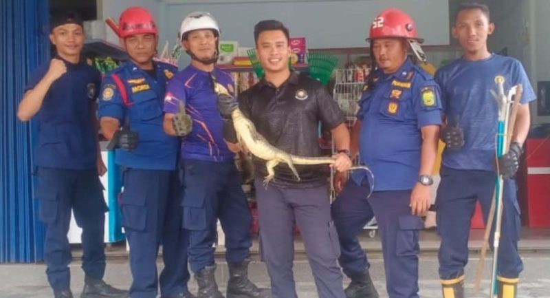 Damkar Dabo Singke saat evakuasi biawak masuk rumah warga | Foto : Zonamu/Humas Damkar